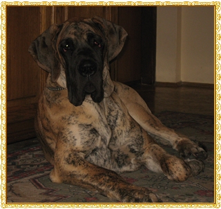 Antymona rosenrot koloru bursztynu