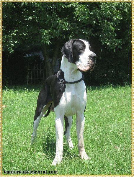 Aamon ra von Freya's Rosenrot