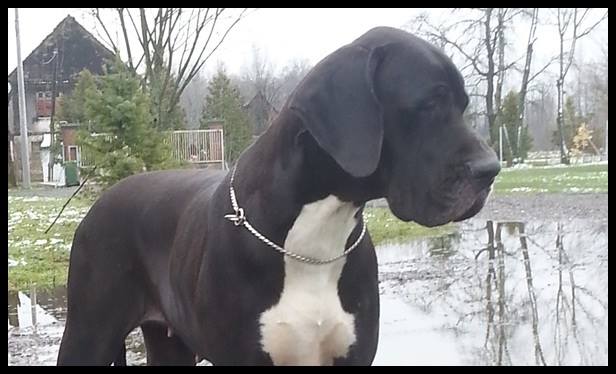 CH. Belle de amour von Freya's Rosenrot