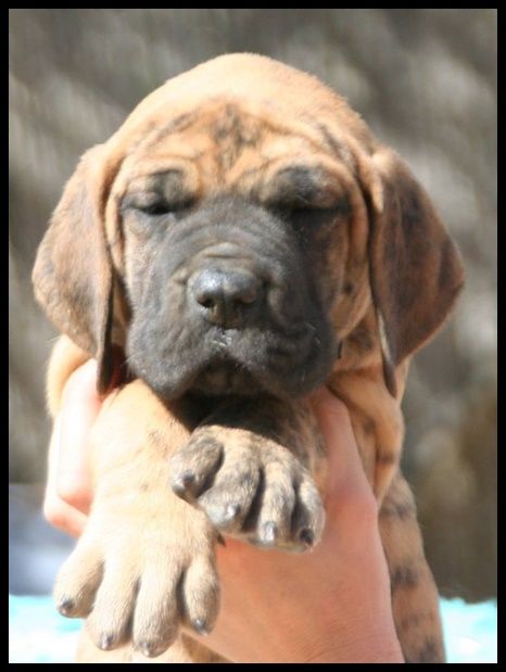 JAMILLAH de l'OUTSAINA - Notre nouveau bébé bringé