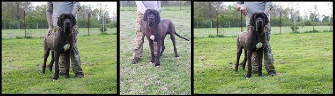 IBHANASFA DE L'HARNOIS BLANC - Nouveau membre de la famille