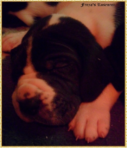von Freya's Rosenrot - Dogue allemand - Portée née le 17/01/2011