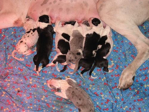 von Freya's Rosenrot - Dogue allemand - Portée née le 11/12/2009