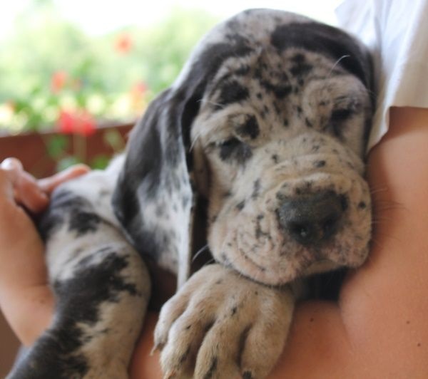 von Freya's Rosenrot - Dogue allemand - Portée née le 17/06/2014